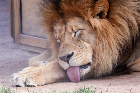 Columbus Zoo - Tired Lion | Mark Dumont | Flickr