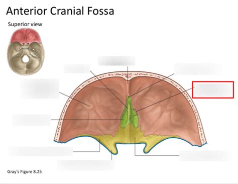 Anterior cranial fossa Diagram | Quizlet