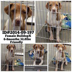 THIS SWEET DOG IS ***EXTREMELY URGENT*** AT BARROW COUNTY ANIMAL CONTROL, WINDER, GA!!! Phone ...