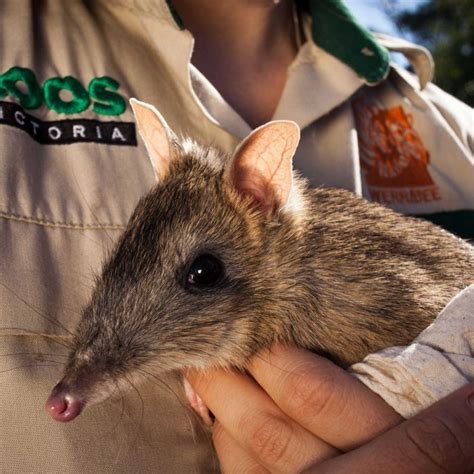 The eastern barred bandicoot rises again! | Animal antics, Bandicoot, Animals