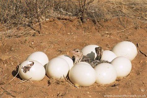 Ostrich Eggs | hatching ostrich eggs place of orign cameroon ostrich ...