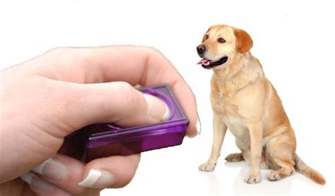 what is a clicker why use one - a labe being trained with a clicker Labrador Training, Labrador ...