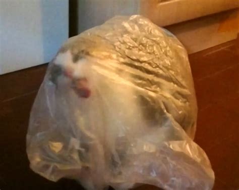 Cat in bag Memes - Imgflip