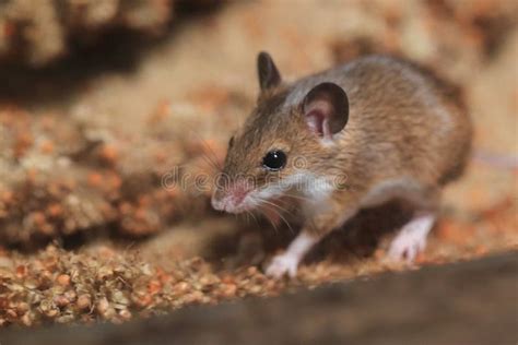 African pygmy mouse stock image. Image of african, nature - 257557355