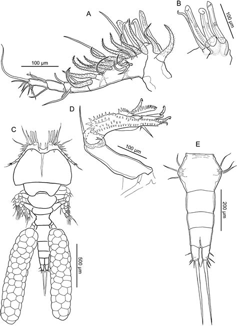 Two new species of parasitic copepods from the genera Nothobomolochus and Unicolax (Cyclopoida ...