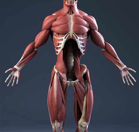 Male Anatomy(muscles,skeleton) 3D Model