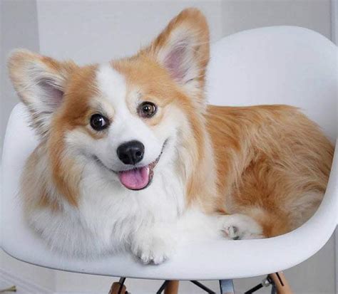 Top hơn 110 hình nền điện thoại chó corgi không thể bỏ qua - iedunet.edu.vn