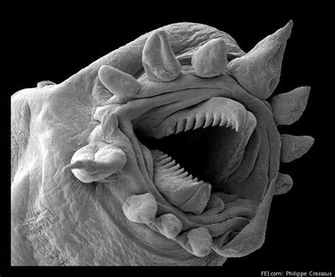 Hydrothermal Worm Viewed Under An Electron Microscope (PHOTO) | HuffPost Impact