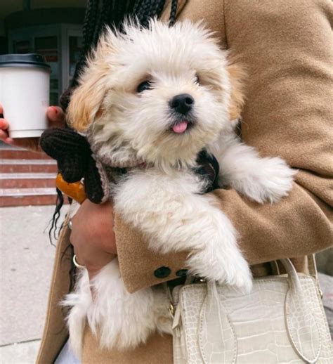 Yorkie Maltese Toy Poodle Mix | Wow Blog