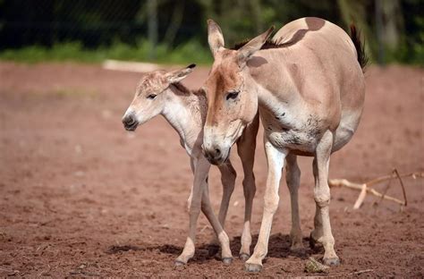 Chester Zoo welcomes not one but two rare Onagers - Liverpool Echo