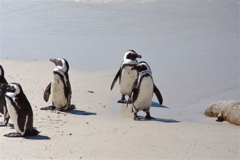 African penguin colony stock image. Image of boulder - 140604541