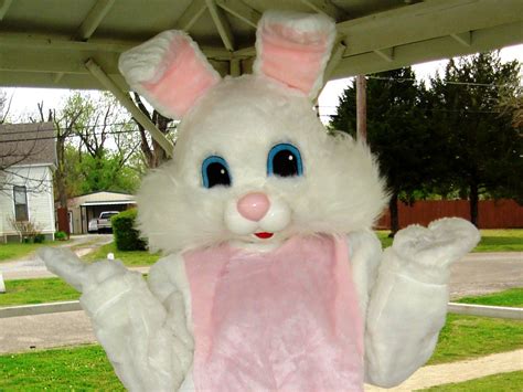 Real Easter Bunny | Photo Credit: honeygrovechamber.com Real Easter Bunny, Easter Traditions ...