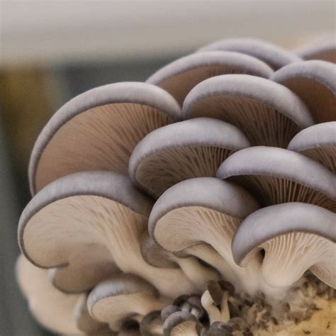 Blue Oyster Mushroom Spawn (Pleurotus ostreatus) | Little Acre