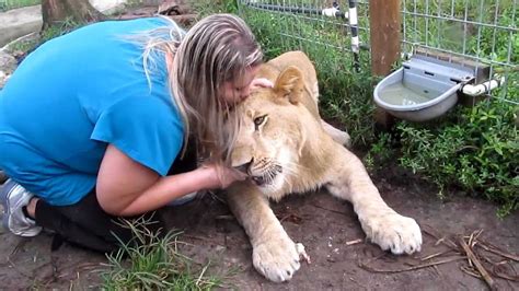 Hand Feeding an African Lion - YouTube