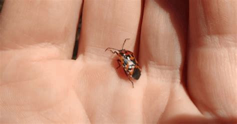 Harlequin Bug: How to Control This Pest in Your Garden