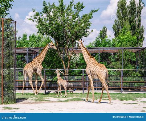 Giraffes and baby stock photo. Image of long, captivity - 31480052