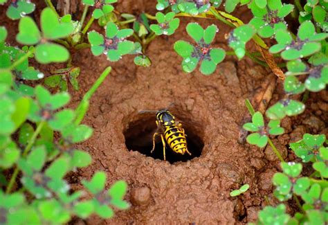 How to Get Rid of Ground Wasps – Aptive Environmental