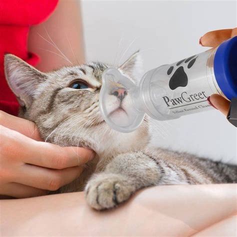 Best Cat Inhaler Masks For Asthma in 2024: Ultimate Comparison | Technomeow