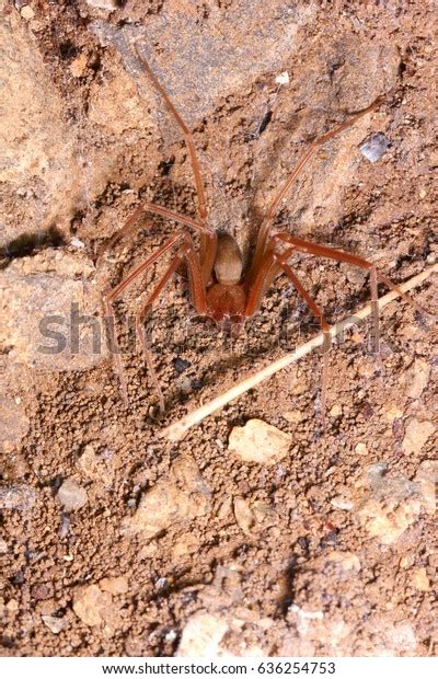 Brown Recluse Spider Habitat Stock Photo 636254753 | Shutterstock