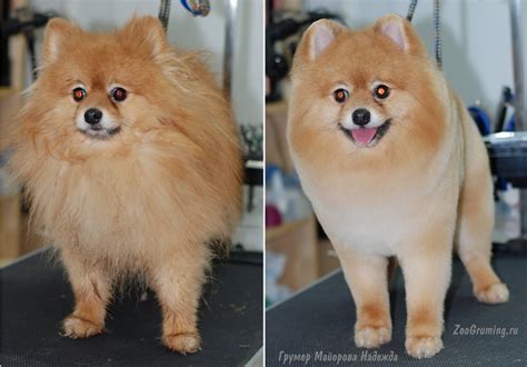 Стрижка померанского шпица до и после. Grooming (grooming) Pomeranian ...