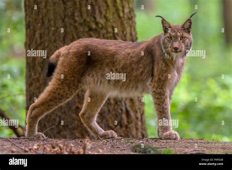 Eurasian lynx (Lynx lynx) in forest habitat. This is a medium-sized cat native to European and ...