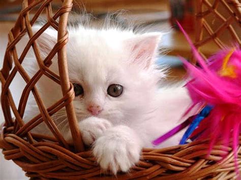 Sweet baby cat, white, cat, kitten, sweet, HD wallpaper | Peakpx