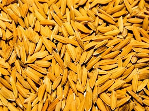 dry Paddy grain Buy dry paddy grain for best price at INR 16 / 8 ( Approx )