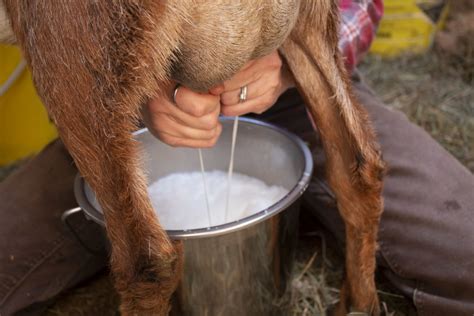 Nigerian Goats Milk