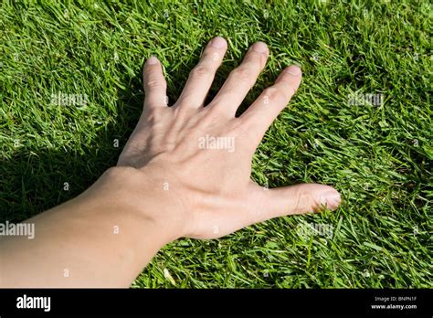 hand touching Green Grass close up Stock Photo - Alamy