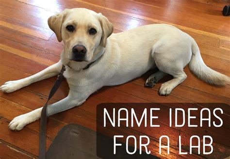 300+ Great Names for Yellow, Black, and Chocolate Labradors (Labs) - PetHelpful