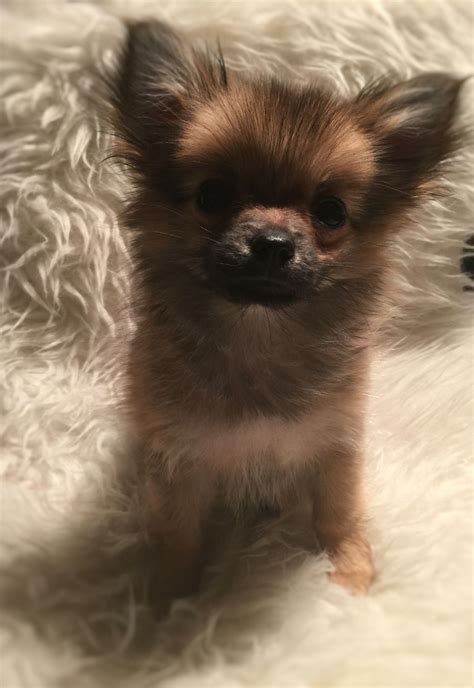 Pomeranian And Chihuahua Mix For Sale - Pets Lovers