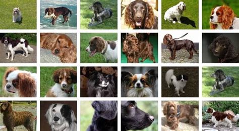 Spaniel Breeds: (The Complete list of 24 Types of Spaniel Dogs)