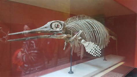 Ichthyosaurus skeleton by BlizzardHaze on DeviantArt