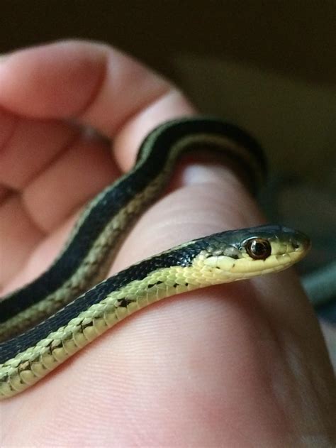 A sweet baby Eastern Garter Snake smiling for the camera : r/herpetology