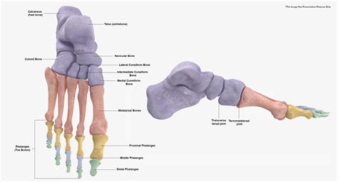 3D Human Foot Tarsals and Metatarsal Bones Collection Yellow - 12 models - TurboSquid 1749962