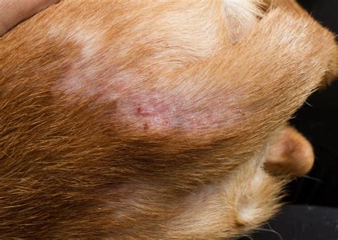 Flea Bites on Dogs: What Do They Look Like? | Great Pet Care
