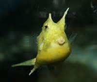 Longhorn Cowfish (Lactoria cornuta) - The Free Freshwater and Saltwater ...