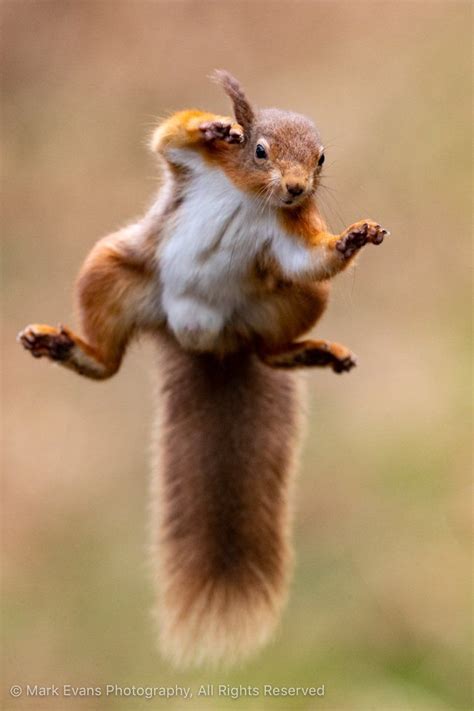 RSPB on Twitter | Squirrel pictures, Squirrel, Squirrel art