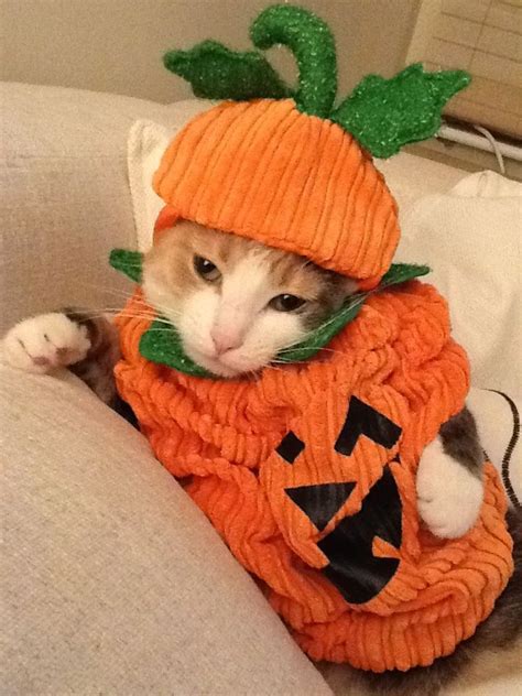 Pintober | Cat halloween costume pet, Cat outfit halloween, Cat ...