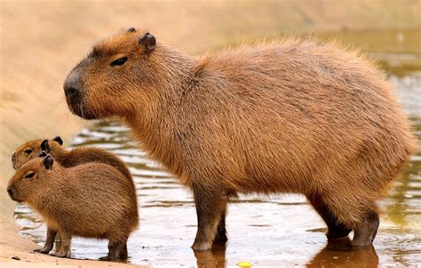 Capybara With Dog