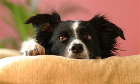 Dog Anxiety 101: Signs, Causes and Treatment | BeChewy