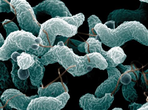 Campylobacter bacteria — Science Learning Hub