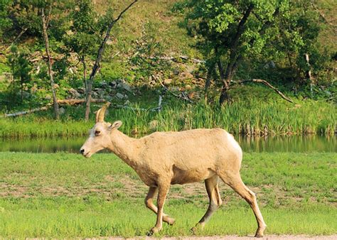 Female Bighorn Sheep - Custer State Park, South Dakota | Flickr