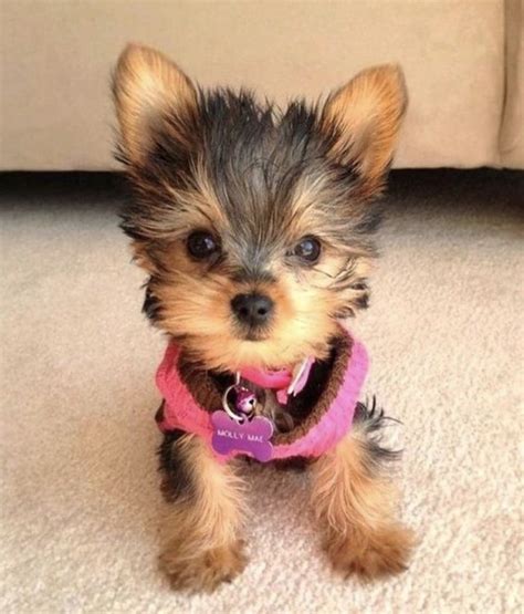 Yorkie Poo Colors Guide (Black, White, Brown, Merle, Red etc.) | PupTraveller