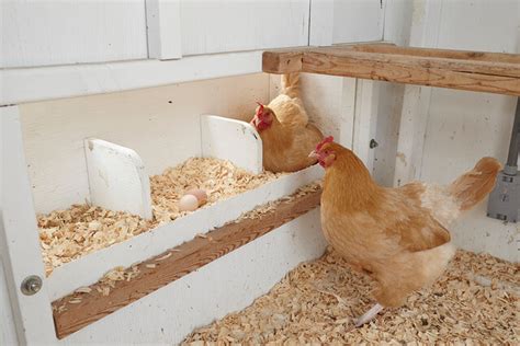 How to Switch to a Chicken Layer Feed - Modern Farmer