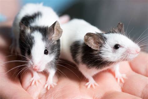 The Difference Between a Rat and a Mouse | Cleanipedia ZA