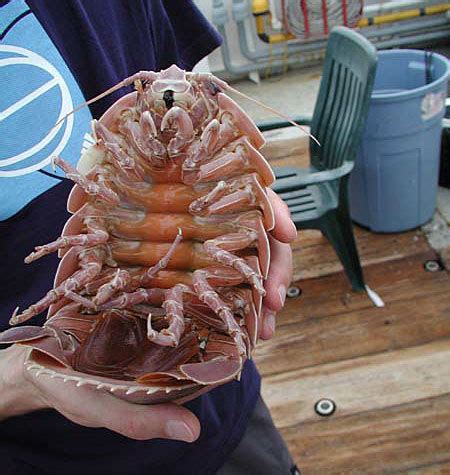 Zoo Animals: Giant Isopod