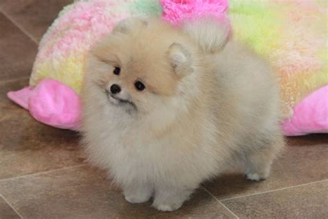 Char's Pomeranians Has Pomeranian Puppies For Sale In Bark River, MI On ...