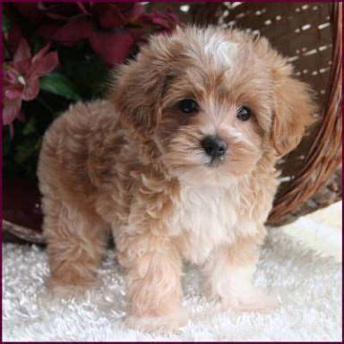 A gorgeous coloured maltipoo. One of the most adorable breeds of dogs | Maltipoo puppy, Poodle ...