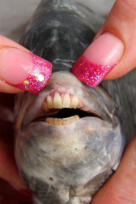 29+ Sheepshead Fish Teeth Images - Teeth Walls Collection For Everyone